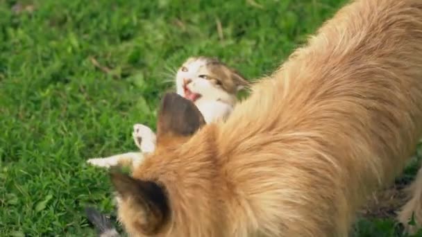 De slag bij een hond en een kat — Stockvideo