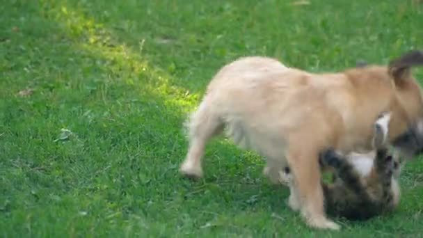 La battaglia di un cane e di un gatto — Video Stock