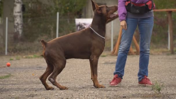 Doberman chien joue avec un anneau en caoutchouc — Video