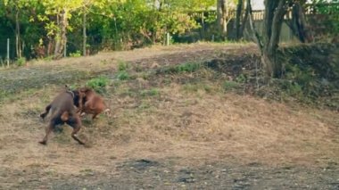 Köpekler doberman ve boxer oyun