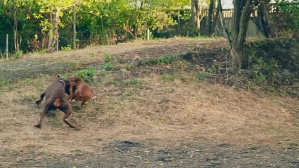 Doberman perros y boxeador jugar — Vídeos de Stock