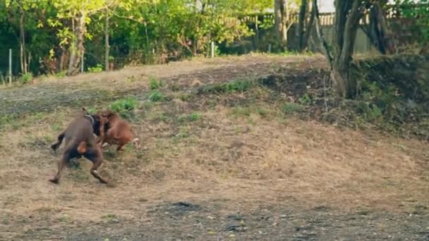 Chiens doberman et boxeur jouer — Video