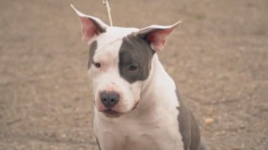 Bahçesi, Stafford köpek yavrusu
