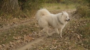 Samoyed köpek park