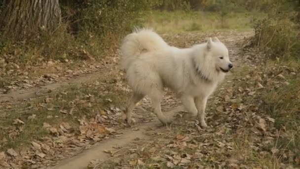 Samojedvalpar hund i parken — Stockvideo