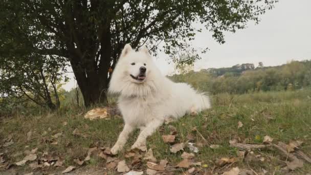 Chien samoyed dans le parc 