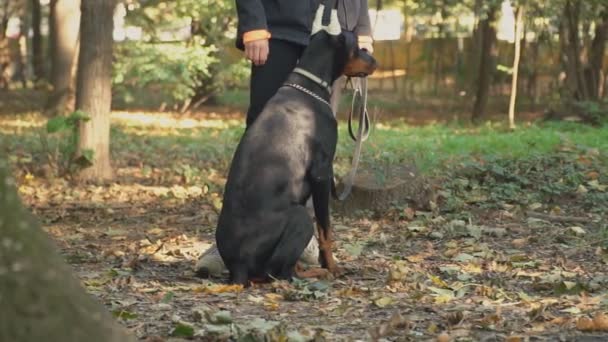 Собака породи доберман в парку — стокове відео