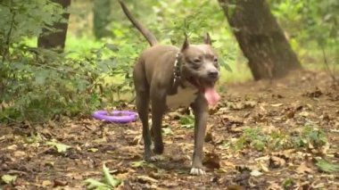 stafford köpek ırkları