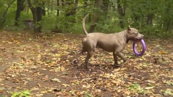 Stafford köpek ırkları — Stok video