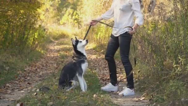 Mädchen mit einer Hunderasse Husky — Stockvideo