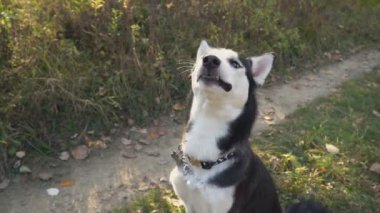 doğada husky köpek doğurmak