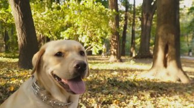 köpek doğurmak Labrador Park
