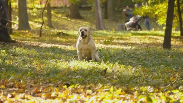 Ράτσα σκύλου Λαμπραντόρ στο πάρκο — Αρχείο Βίντεο