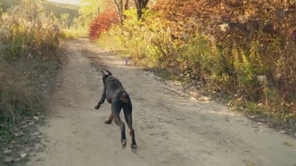Raça cão Doberman na natureza — Vídeo de Stock
