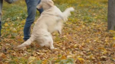 Köpek çiftleşmesi Golden Retriever