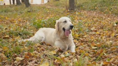 Köpek çiftleşmesi Golden Retriever