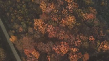 bir yükseklikten sonbahar orman