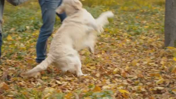 Chien race golden retriever — Video