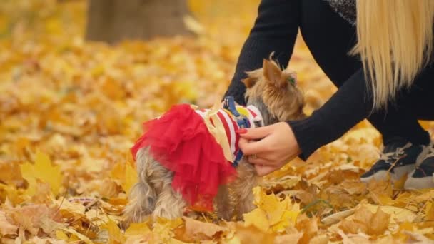 Yorkshire Terrier kutya fajta lány — Stock videók