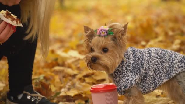 Chica alimenta perro crianza Yorkshire terrier — Vídeos de Stock