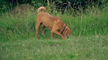 cins shar pei