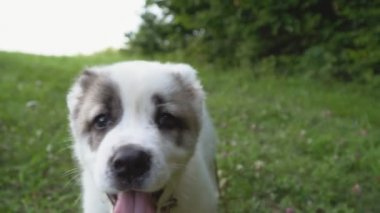 Alabai doğurmak köpek yavrusu