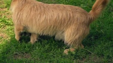 bir köpek ve kedi Savaşı