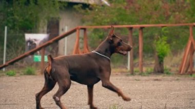 Doberman köpek bir lastik yüzükle oynuyor