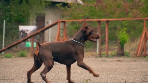 Doberman cão brinca com um anel de borracha — Vídeo de Stock