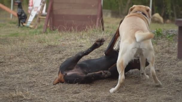 Doberman y labrador juegan — Vídeo de stock