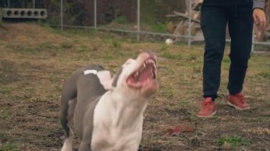 köpek yavrusu stafford sahada oynuyor.