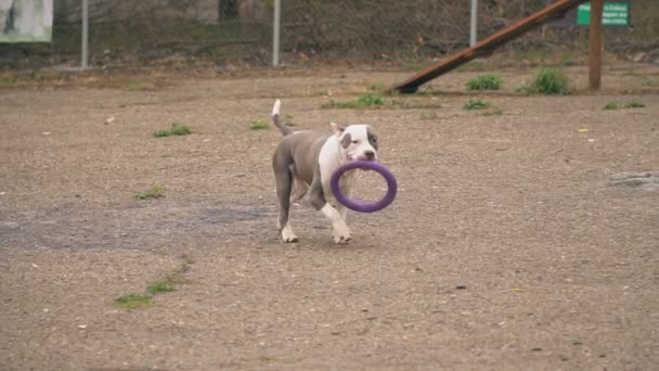 Köpek yavrusu stafford sahada oynuyor. — Stok video