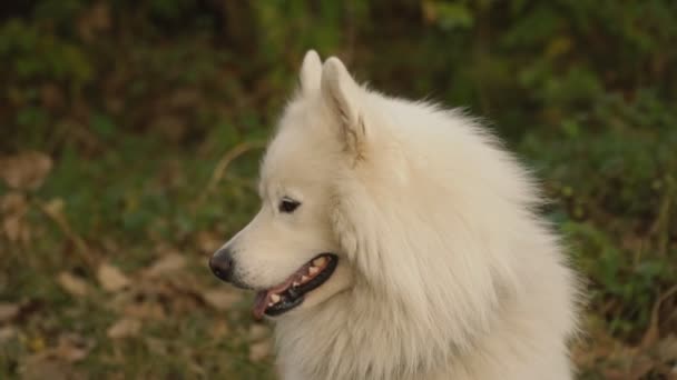 Samoyedo perro en parque — Vídeo de stock