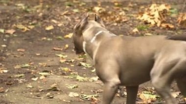 stafford köpek ırkları