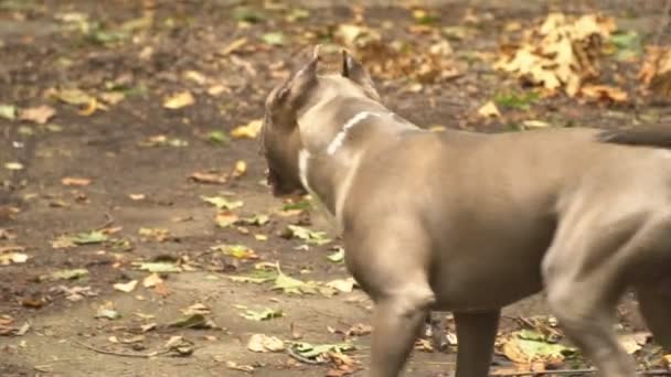 Raças de cães stafford — Vídeo de Stock