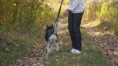 bir köpek ırkı Husky kızla