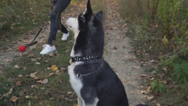 fille avec une race de chien Husky 
