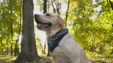 köpek doğurmak Labrador Park