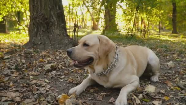 狗在公园里饲养拉布拉多 — 图库视频影像