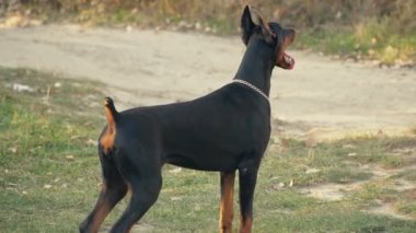 köpek doğurmak Doberman niteliğine