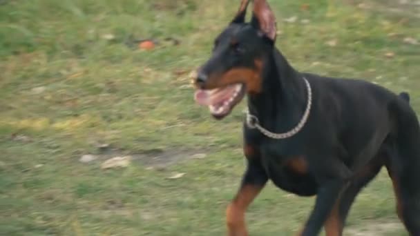 Raza de perro Doberman en la naturaleza — Vídeos de Stock