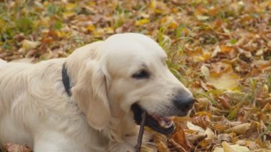 Köpek çiftleşmesi Golden Retriever