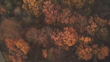 bir yükseklikten sonbahar orman