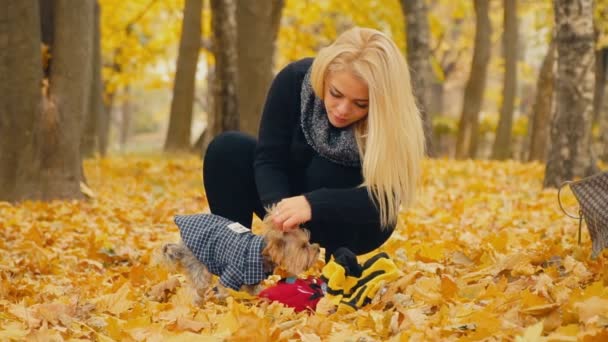 Flickan sätter på sin hundras Yorkshire terrier — Stockvideo