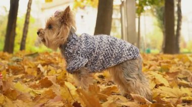 Köpek cinsi Yorkshire Teriyeri