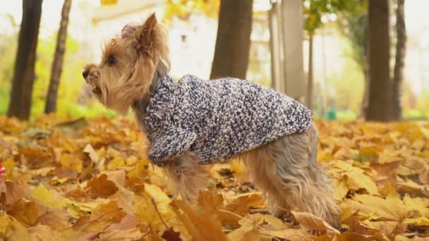 Hunderasse yorkshire terrier — Stockvideo