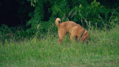 cins shar pei