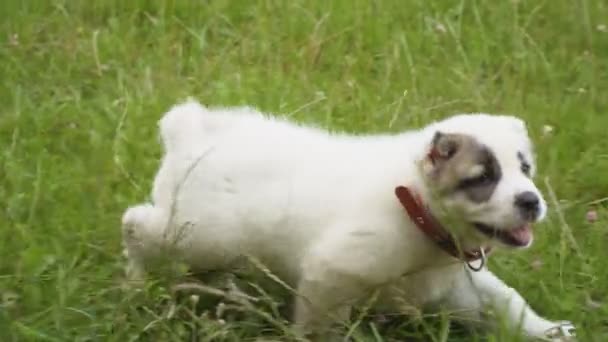 Cachorro de raza Alabai — Vídeos de Stock