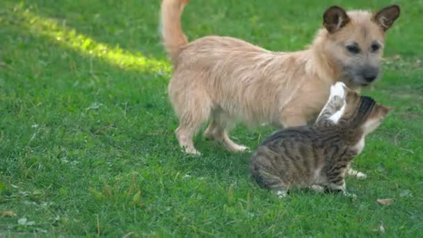 Μάχη Του Ένα Σκύλο Και Μια Γάτα Για Γκαζόν — Αρχείο Βίντεο
