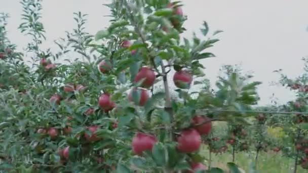 Manzanas rojas primer plano — Vídeo de stock